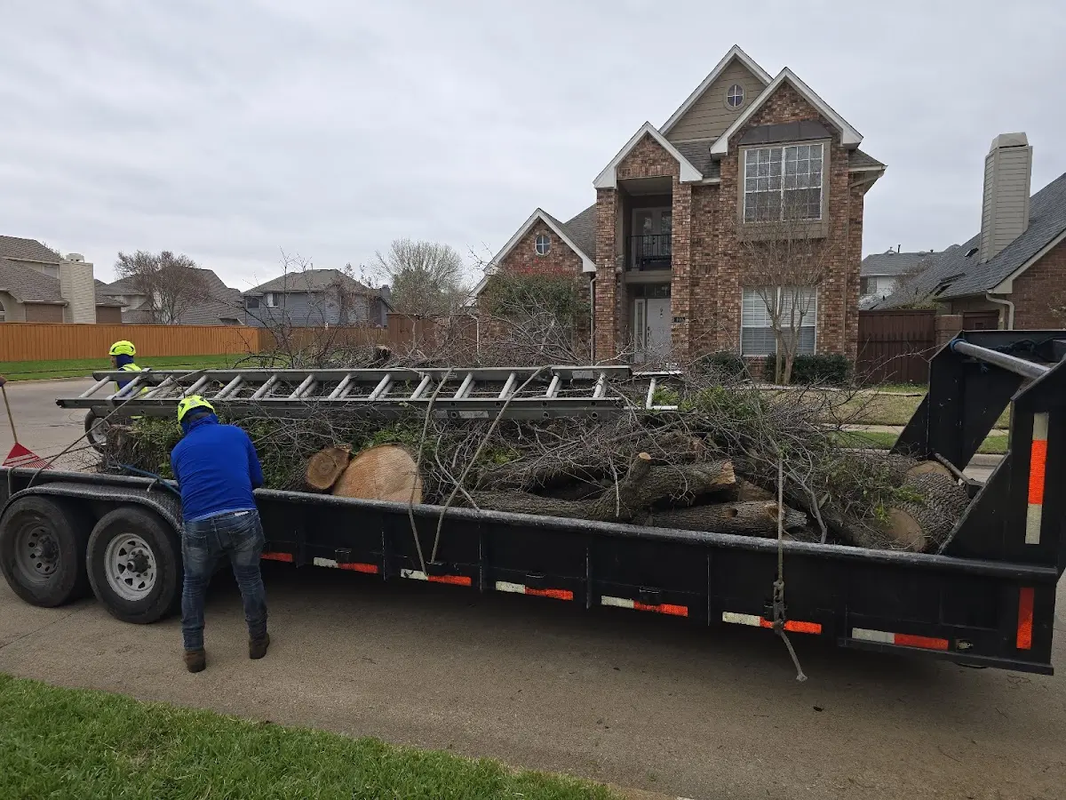 Expert Tree Fertilization with proper safety equipment in Weston